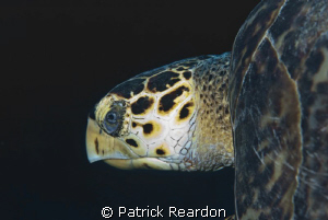 Close up of turtle taken in Grand Cayman with 105 macro. by Patrick Reardon 